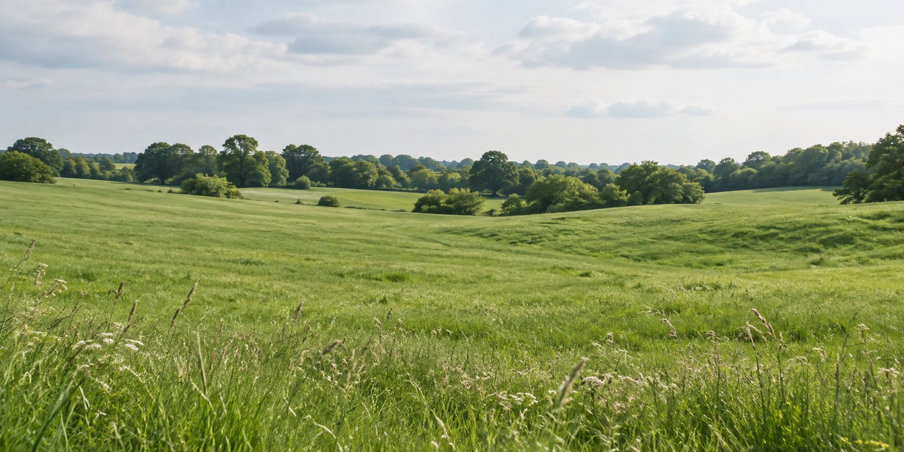 Open meadow and distant treeline under a summer sky